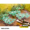 Plantas acuáticas - Imagen 3